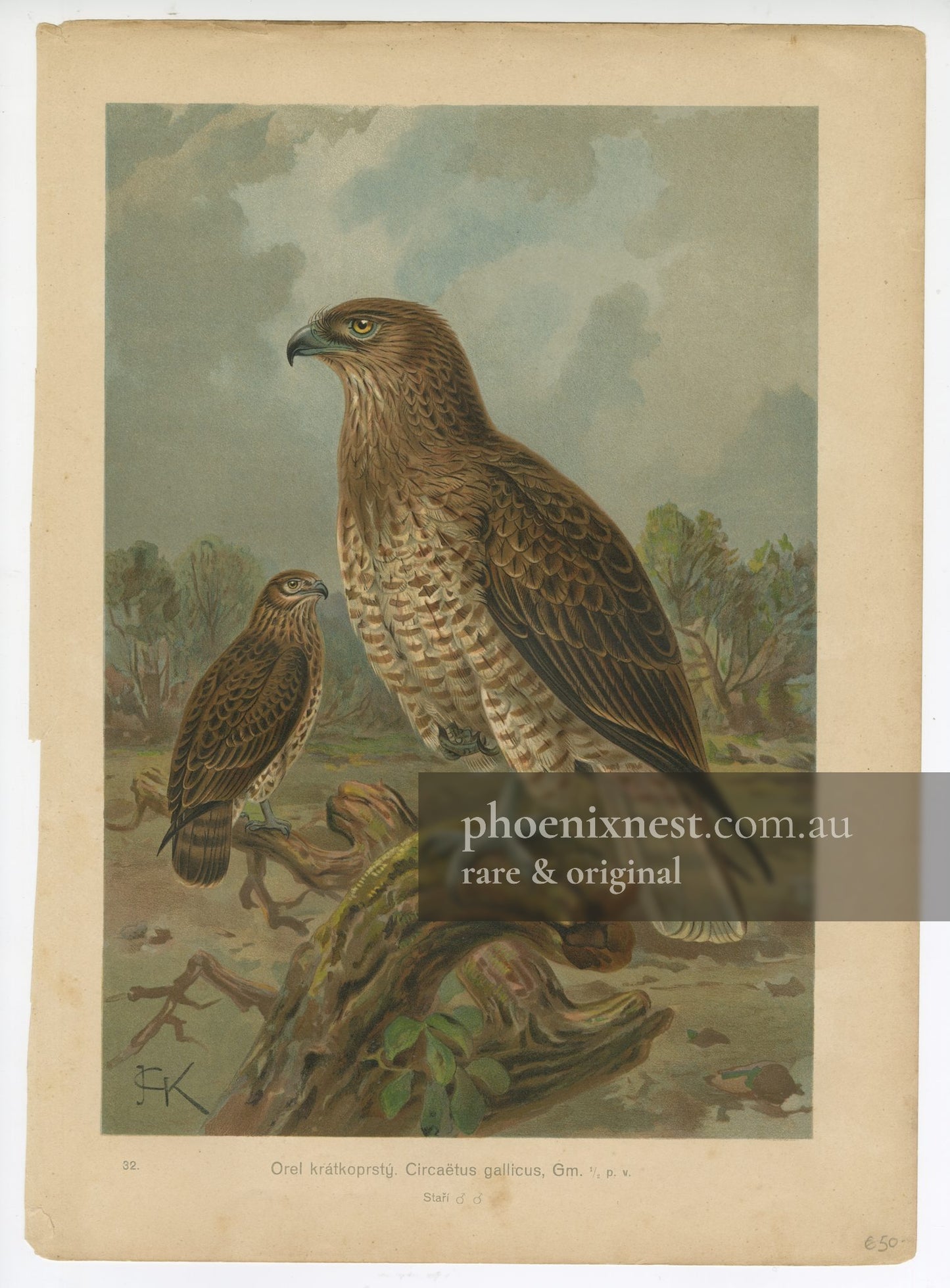 Short-toed Snake Eagle, Pl. 32 — Kouba