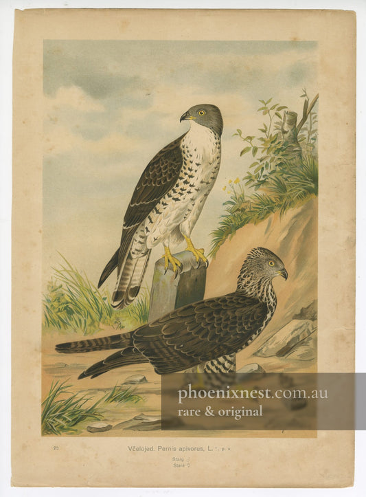 Honey Buzzard, Pl. 25 — de Maes