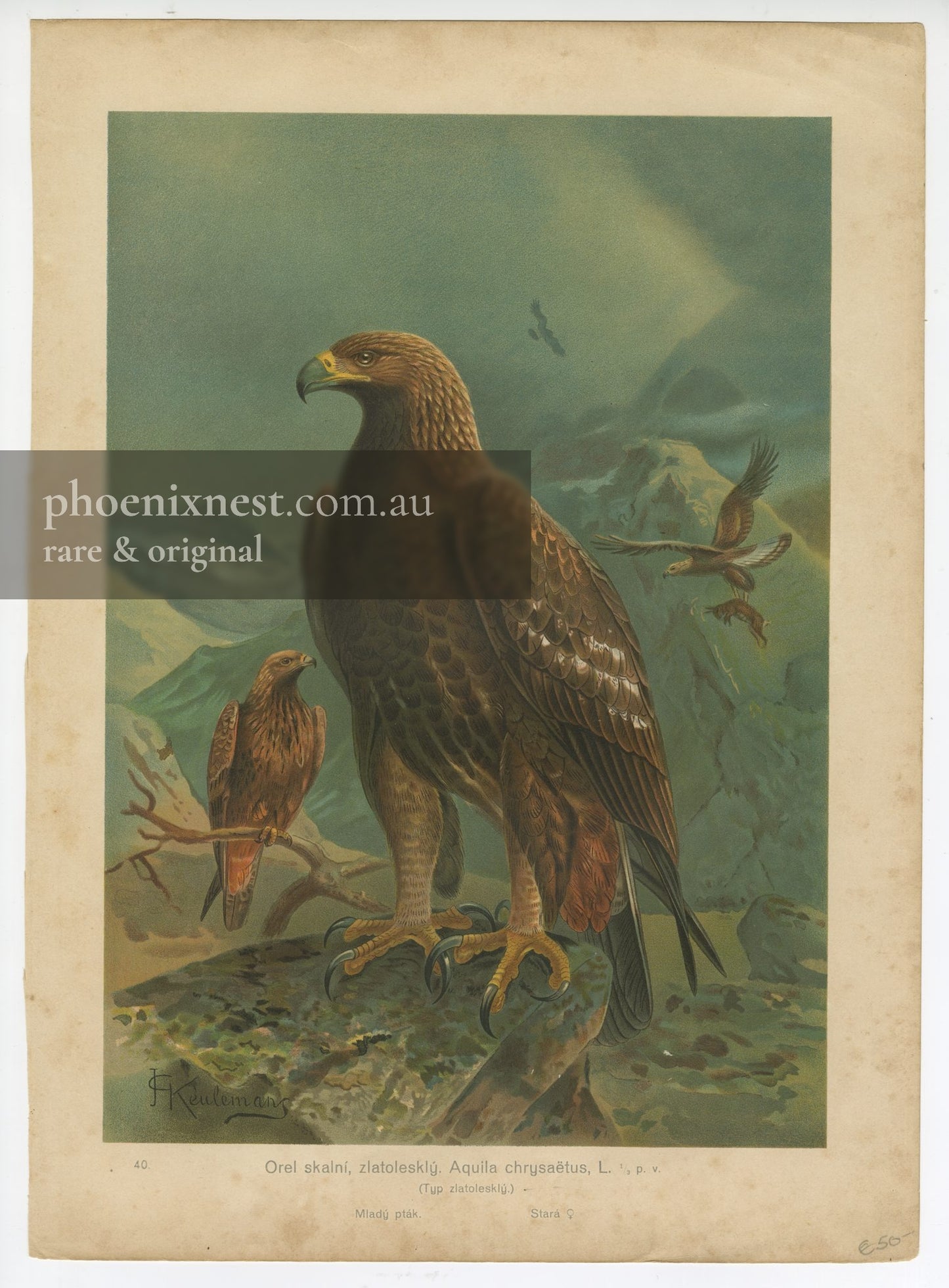 Golden Eagle, Pl. 40 — Keulemans
