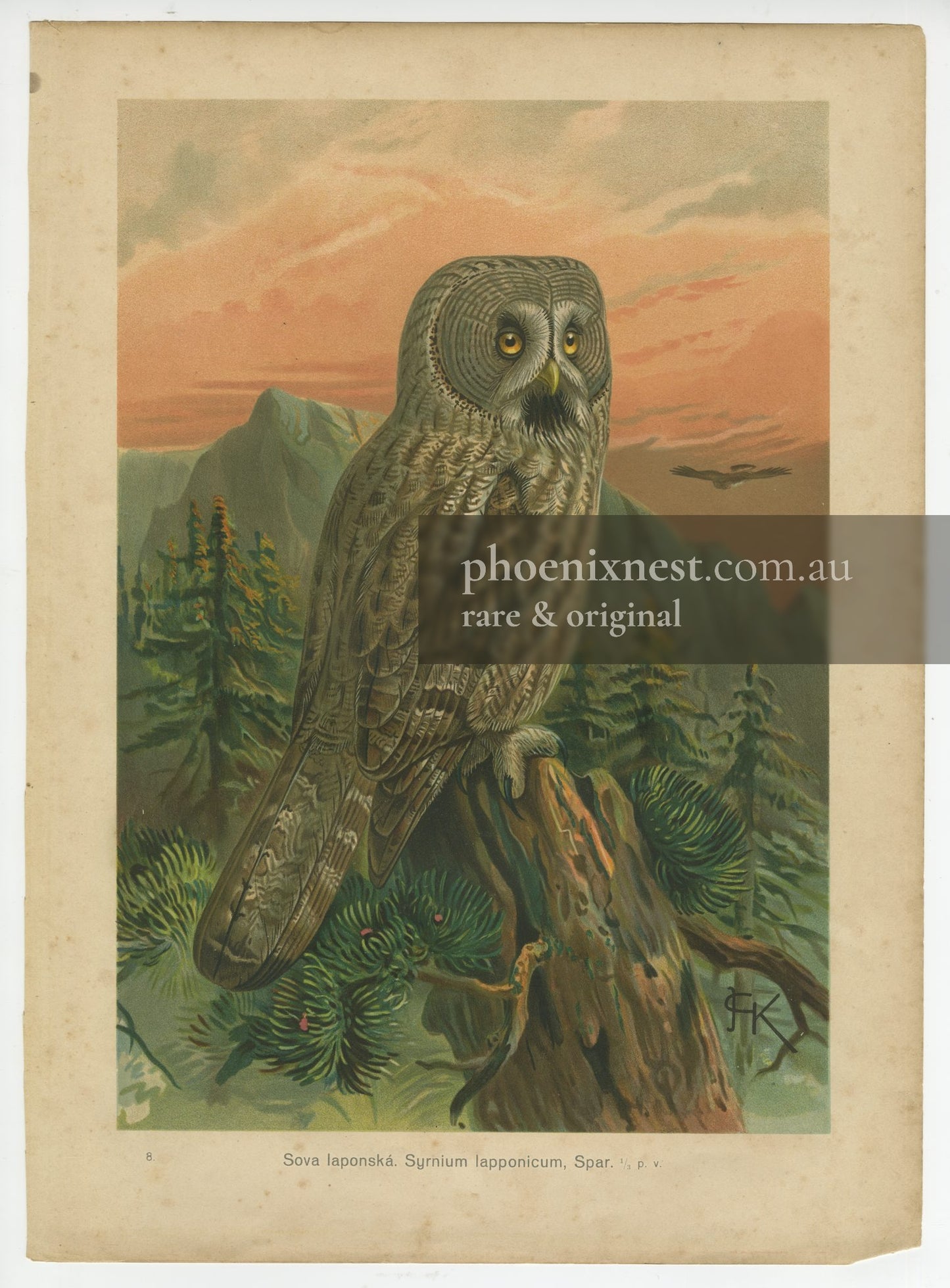 Great Grey Owl, Pl. 8 — Kouba