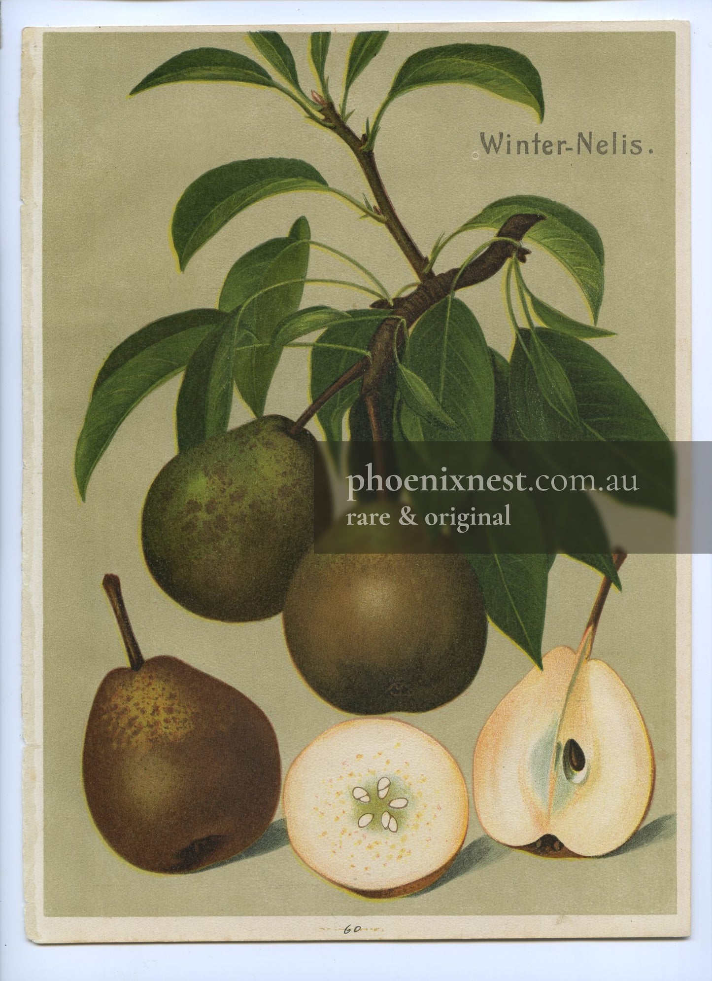 Winter Nelis Pear