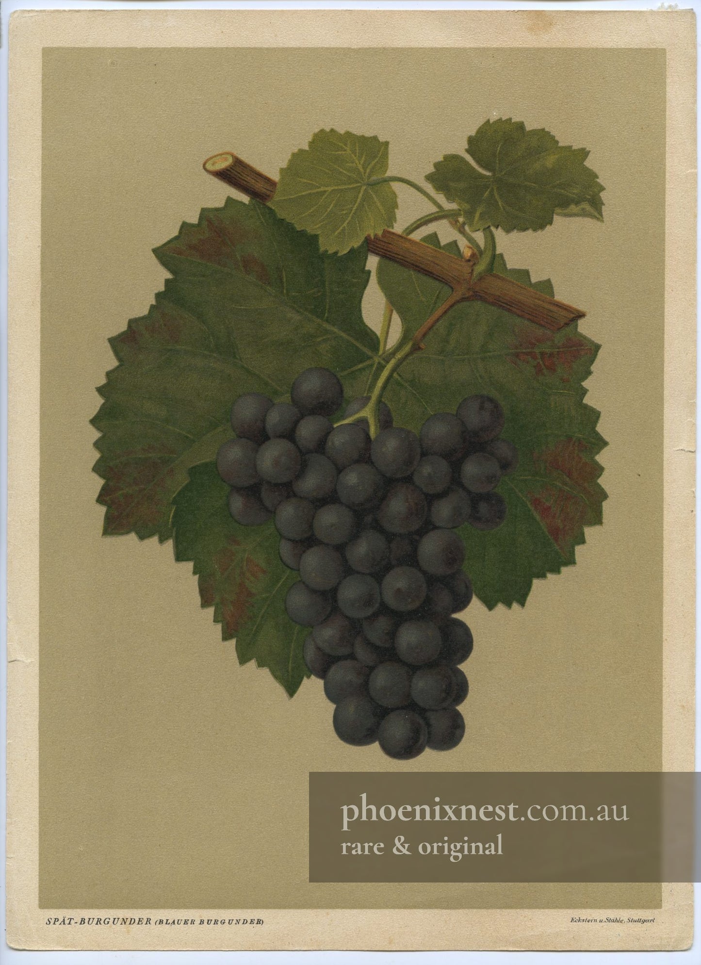 Spätburgunder (Pinot Noir) Grape