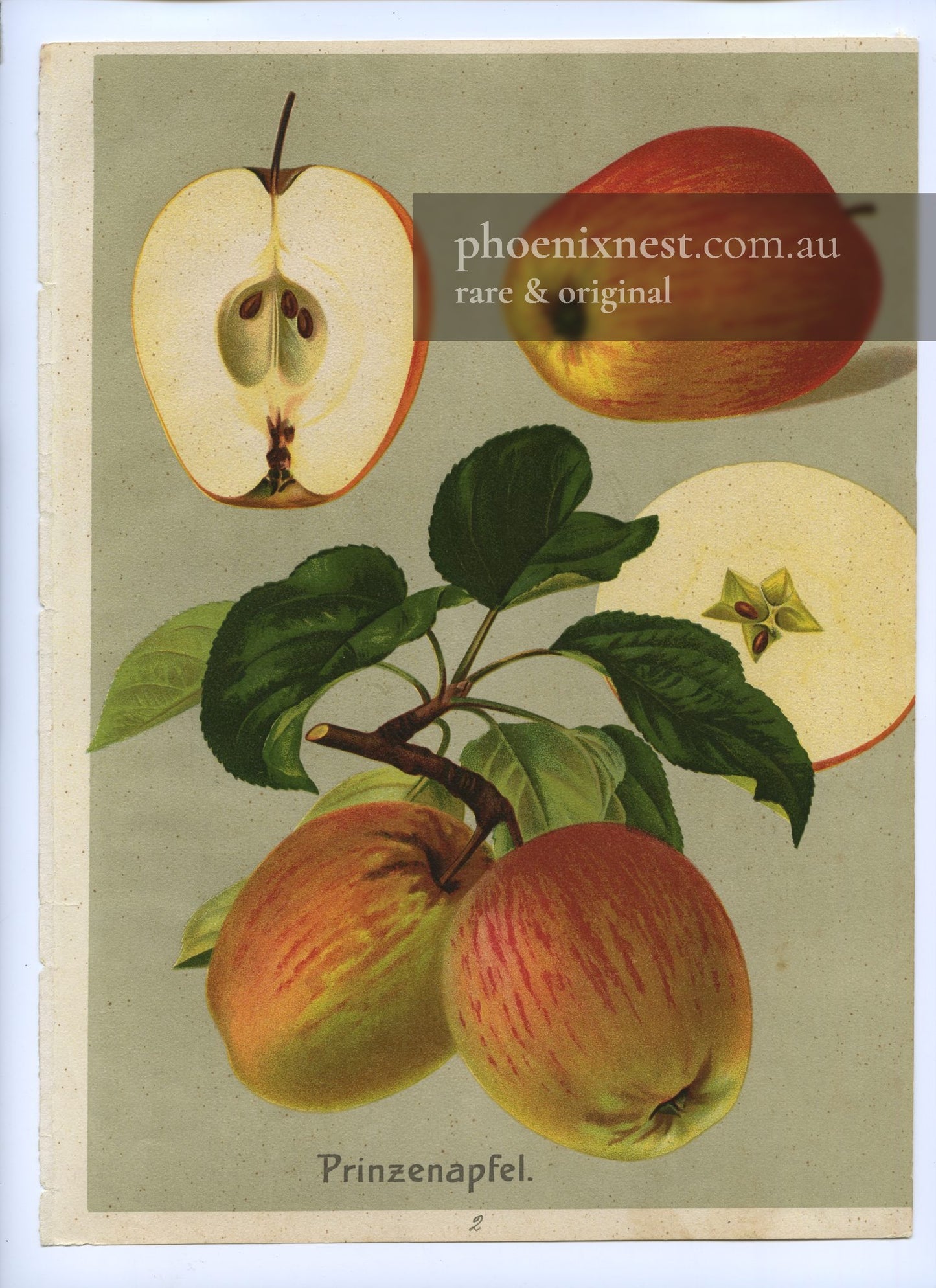 Prinzenapfel, Pl. 2 — Deutschlands Obstsorten