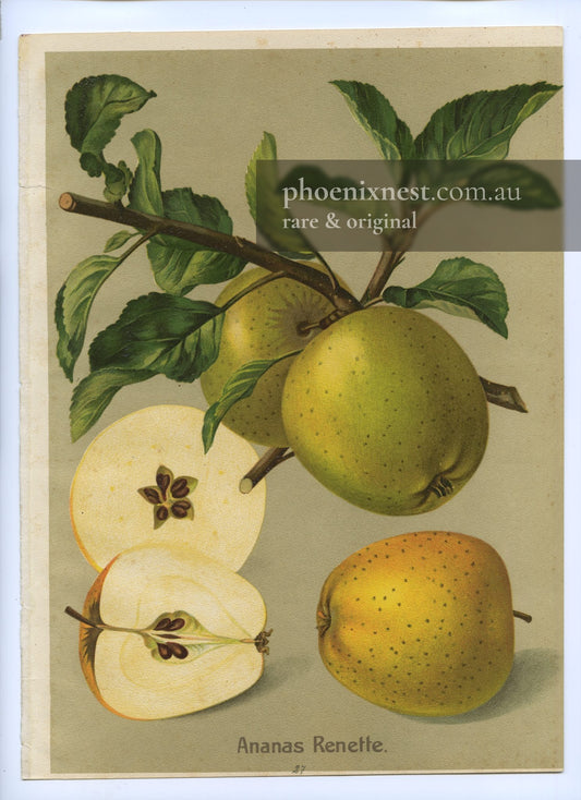 Ananas Renette, Pl. 87 — Deutschlands Obstsorten