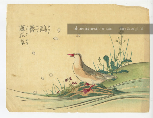 Quail and Chinese Milk Vetch
