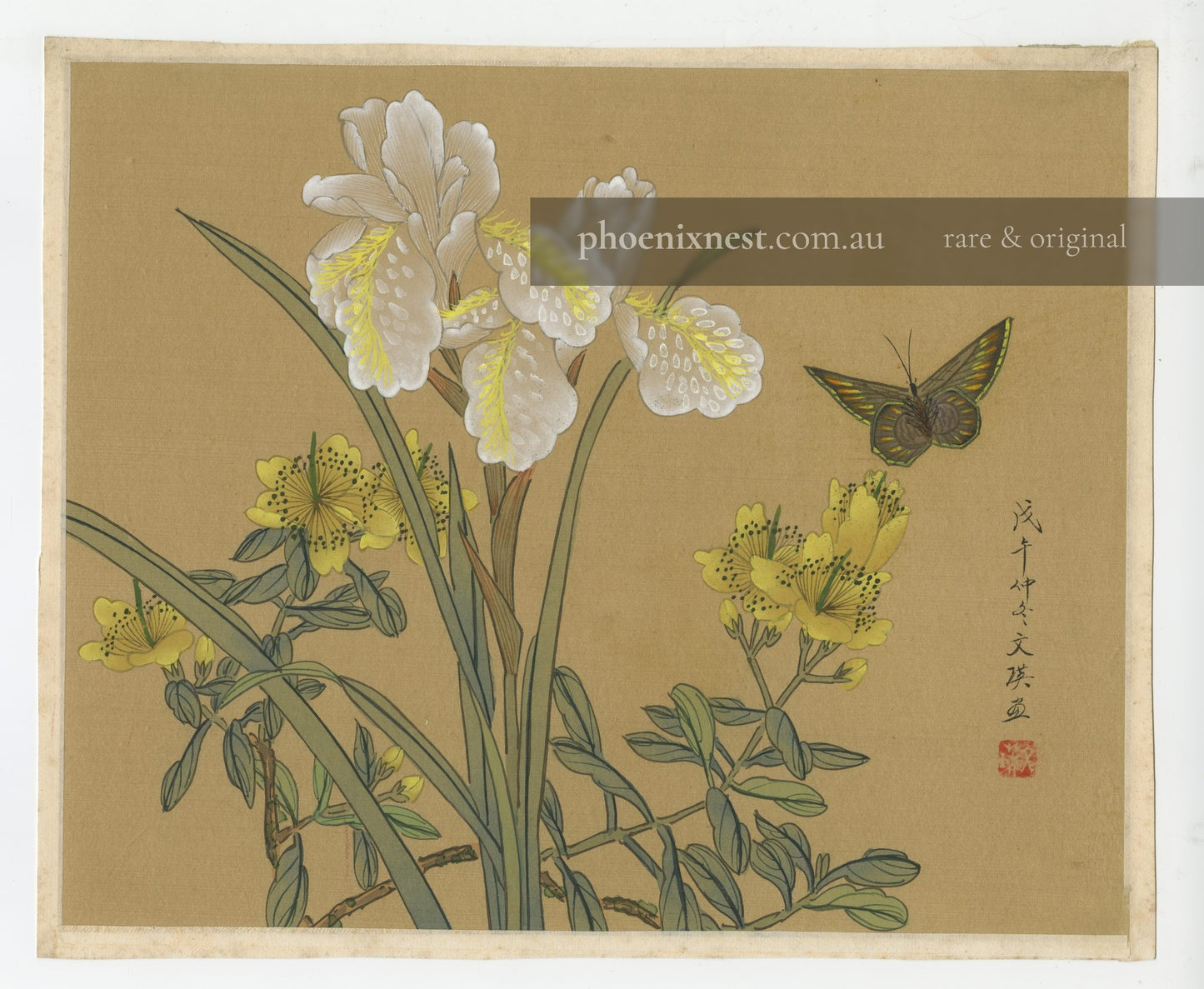 Irises, St. John's Wort, and Butterfly