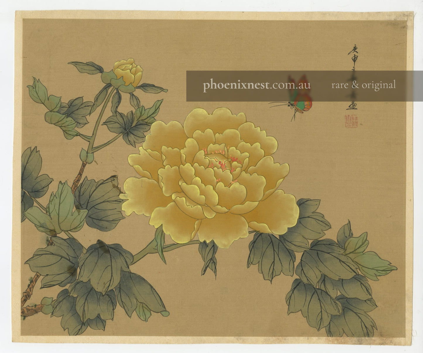 Peony and Butterfly
