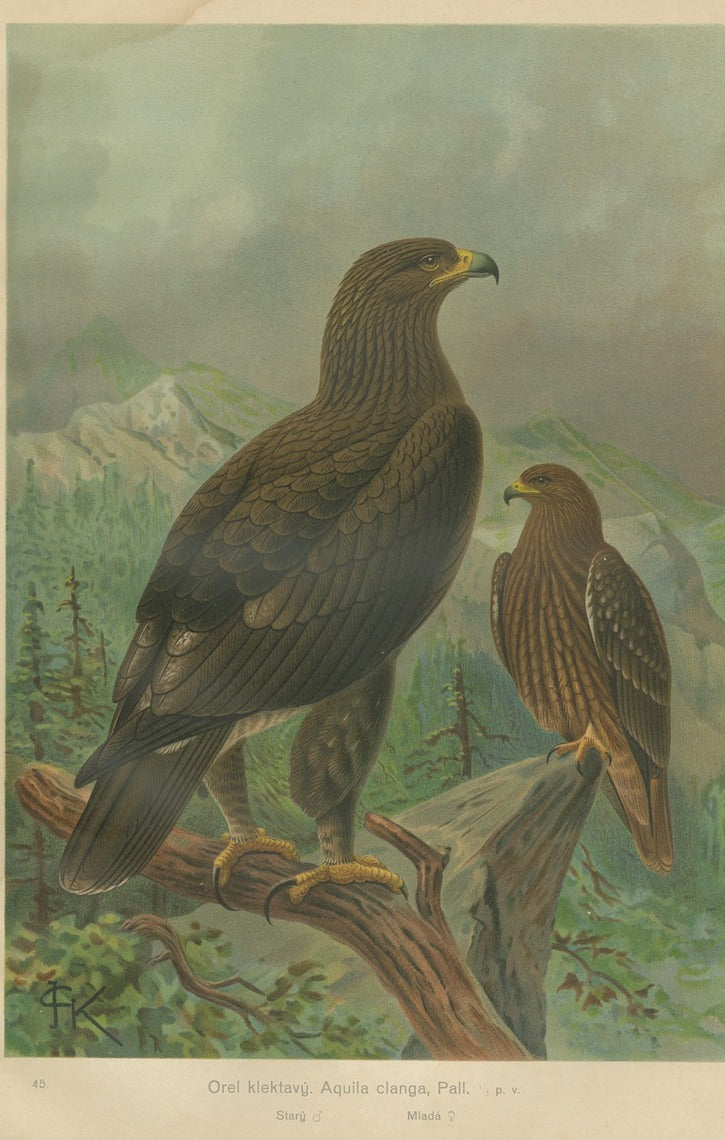 1905 Zoographia Infinita
