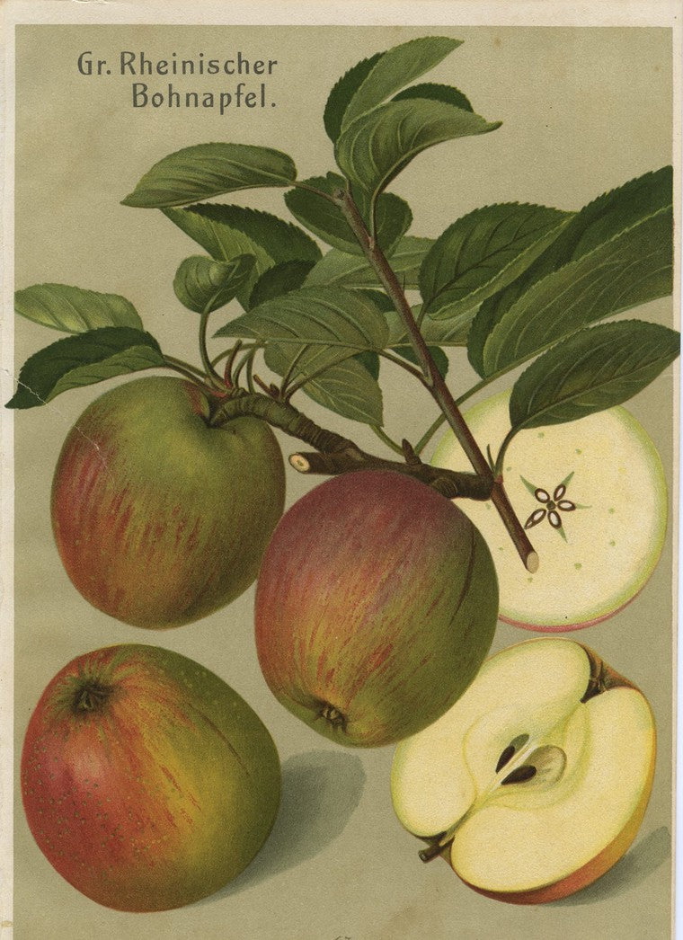 1882 Deutsche Pomologie