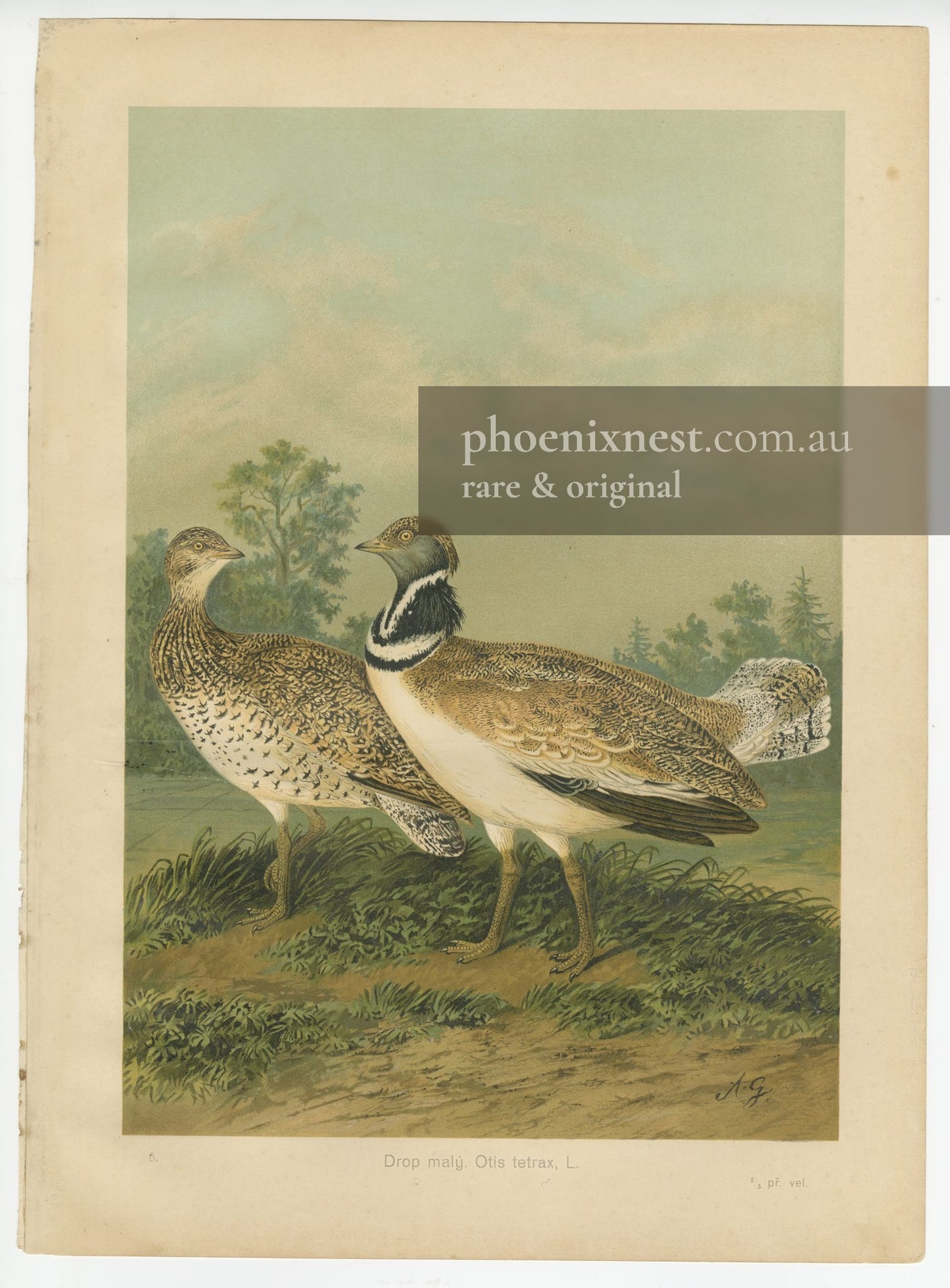 Little Bustard (Otis tetrax)