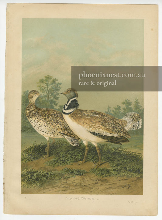Little Bustard (Otis tetrax)