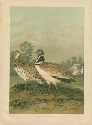 Little Bustard (Otis tetrax)