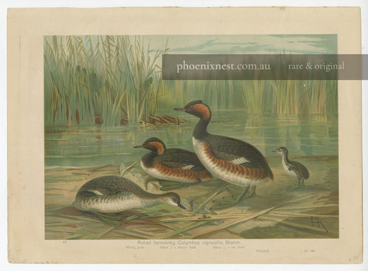 Black-necked Grebe (Podiceps nigricollis)