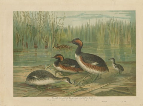 Black-necked Grebe (Podiceps nigricollis)