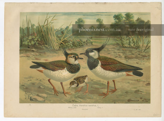 Northern Lapwing (Vanellus vanellus)