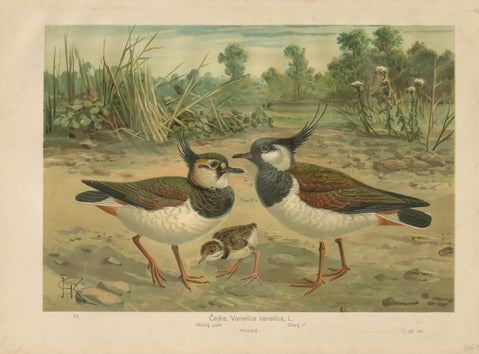 Northern Lapwing (Vanellus vanellus)