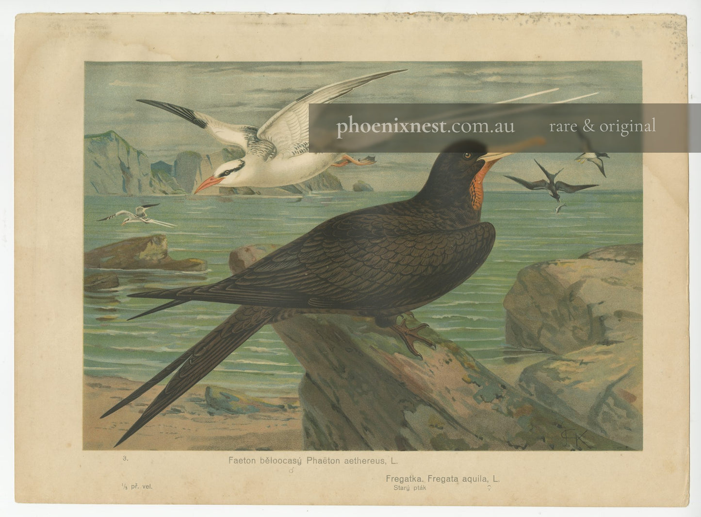 Red-billed Tropicbird and Ascension Frigatebird