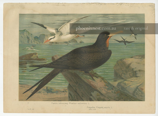 Red-billed Tropicbird and Ascension Frigatebird