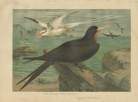 Red-billed Tropicbird and Ascension Frigatebird