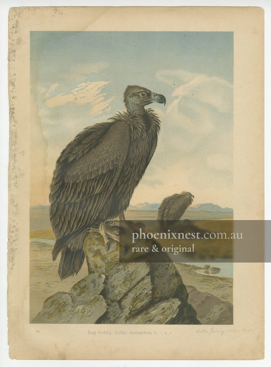 Cinereous Vulture (Sup hnědý)