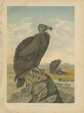 Cinereous Vulture (Sup hnědý)