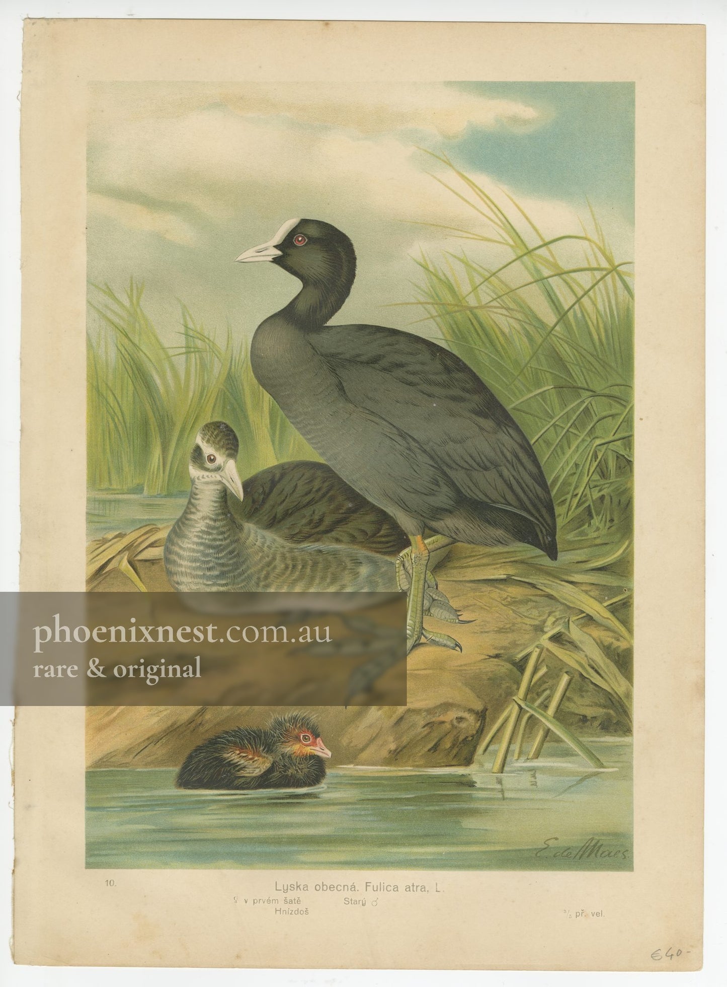 Eurasian Coot (Fulica atra)