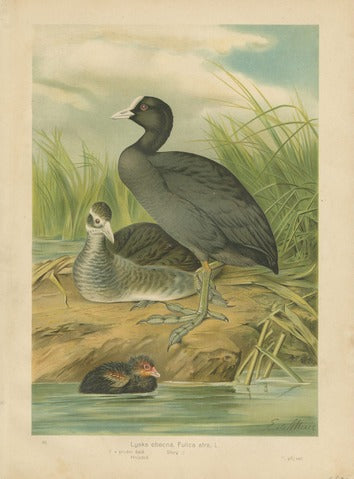 Eurasian Coot (Fulica atra)