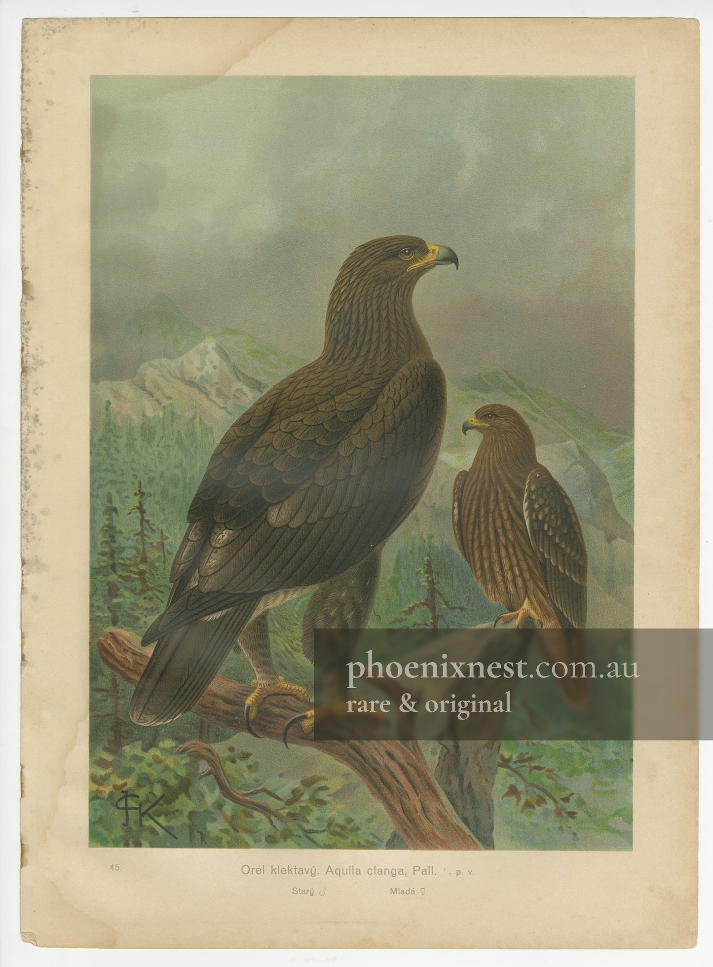 Greater Spotted Eagle (Aquila clanga)