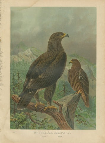 Greater Spotted Eagle (Aquila clanga)