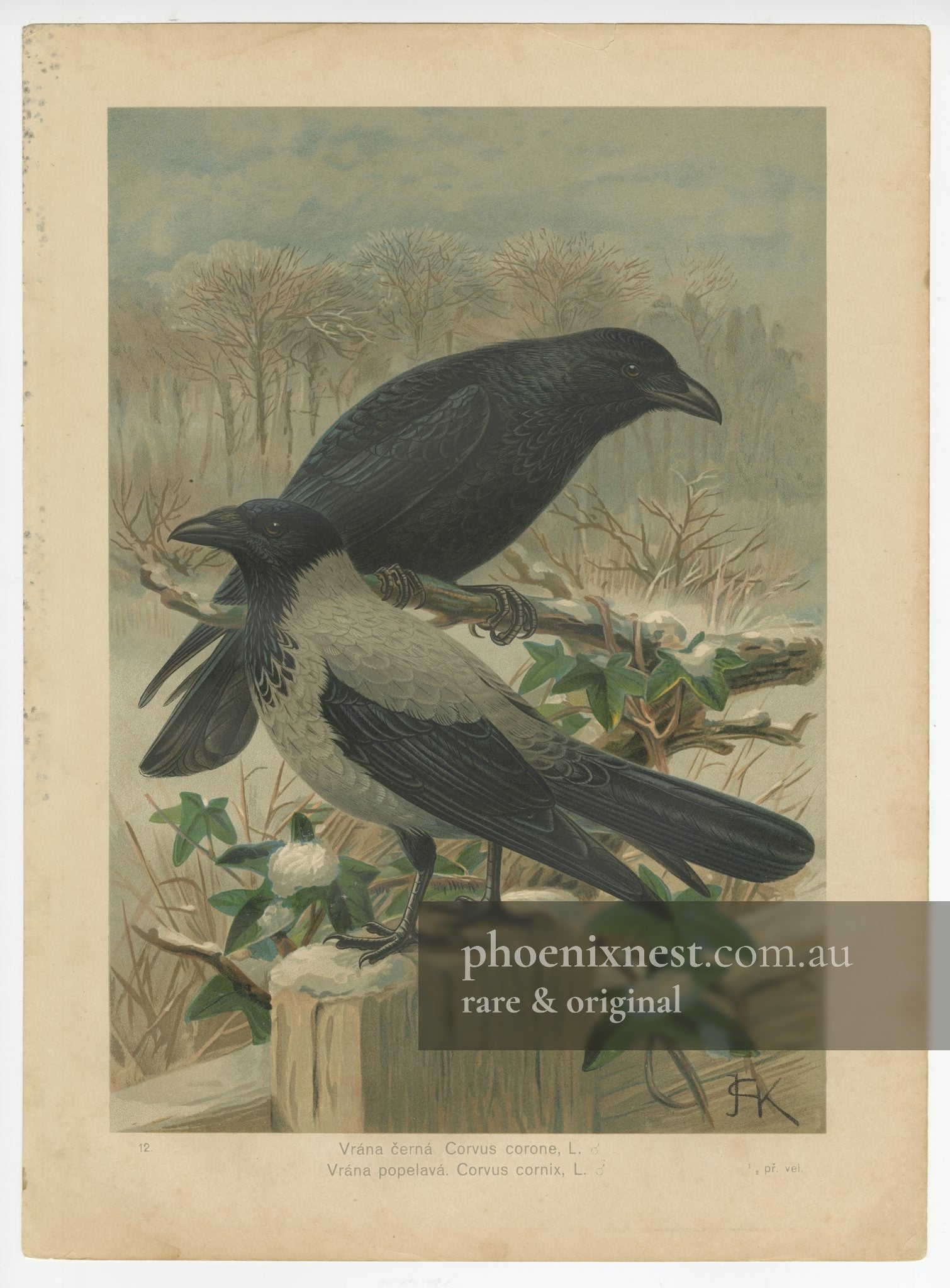 Carrion Crow and Hooded Crow
