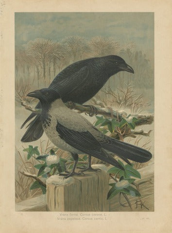 Carrion Crow and Hooded Crow