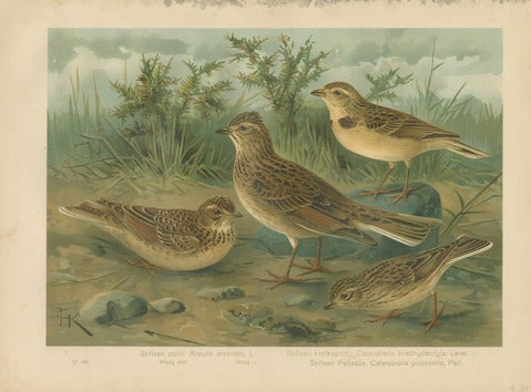 Larks: Field Lark, Short-toed Lark, and Pallas's Sand Lark