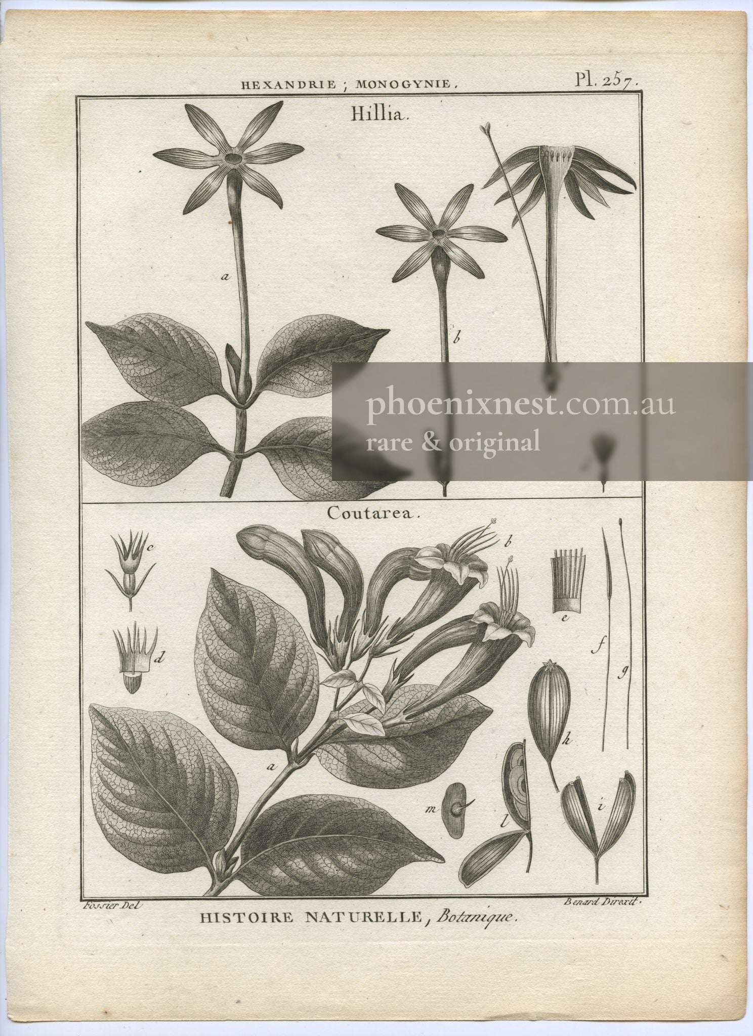 Hillia and Coutarea, Plate 257 — Encyclopédie Méthodique Botanique
