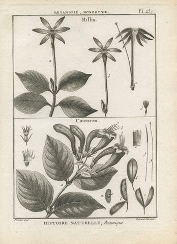 Hillia and Coutarea, Plate 257 — Encyclopédie Méthodique Botanique