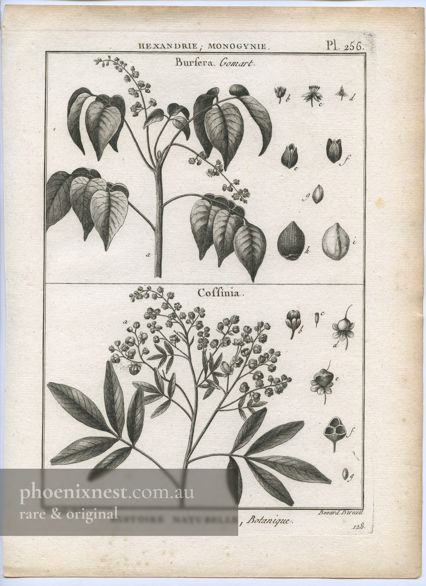 Bursera and Coffinia — Encyclopédie Méthodique Botanique