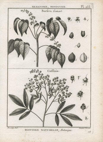 Bursera and Coffinia — Encyclopédie Méthodique Botanique