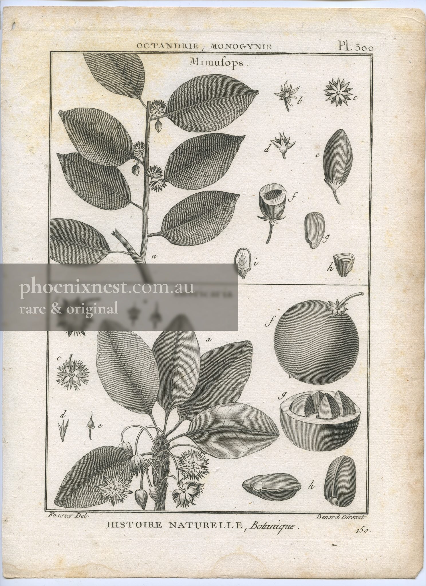 Mimusops and Imbricaria, Plate 300 — Encyclopédie Méthodique Botanique