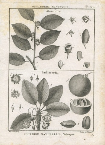 Mimusops and Imbricaria, Plate 300 — Encyclopédie Méthodique Botanique