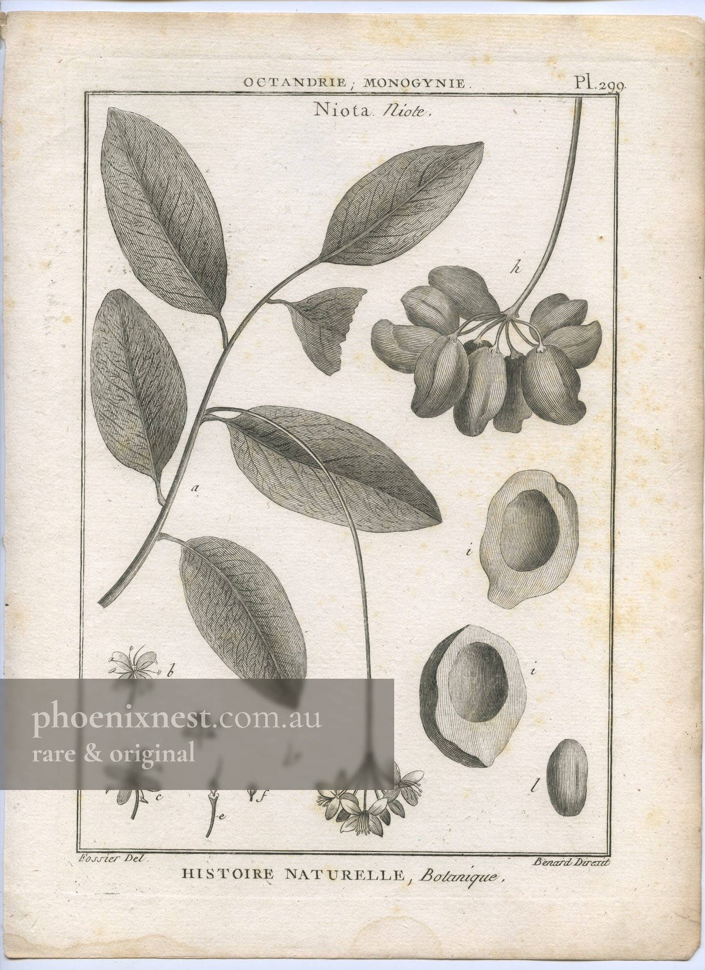 Niota (Lophira alata) — Encyclopédie Méthodique Botanique