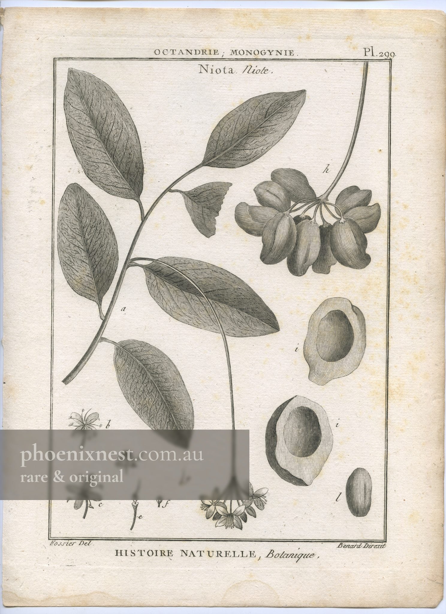 Niota (Lophira alata) — Encyclopédie Méthodique Botanique