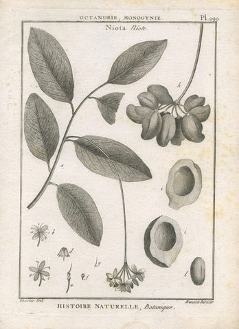 Niota (Lophira alata) — Encyclopédie Méthodique Botanique