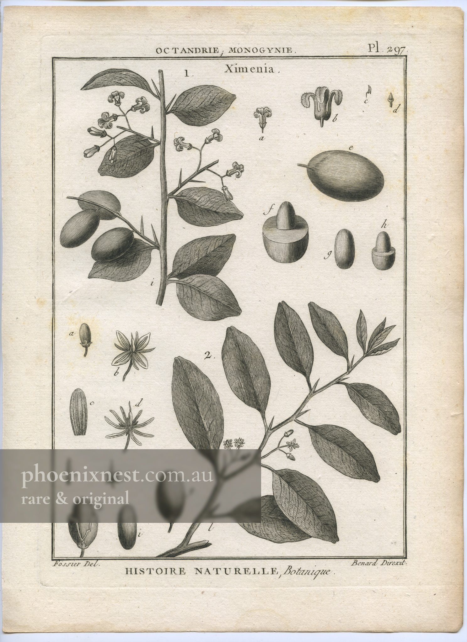 Ximenia, Plate 297 — Encyclopédie Méthodique Botanique