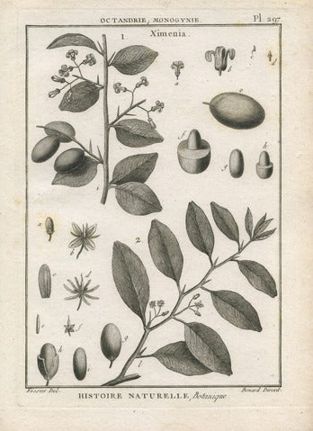 Ximenia, Plate 297 — Encyclopédie Méthodique Botanique