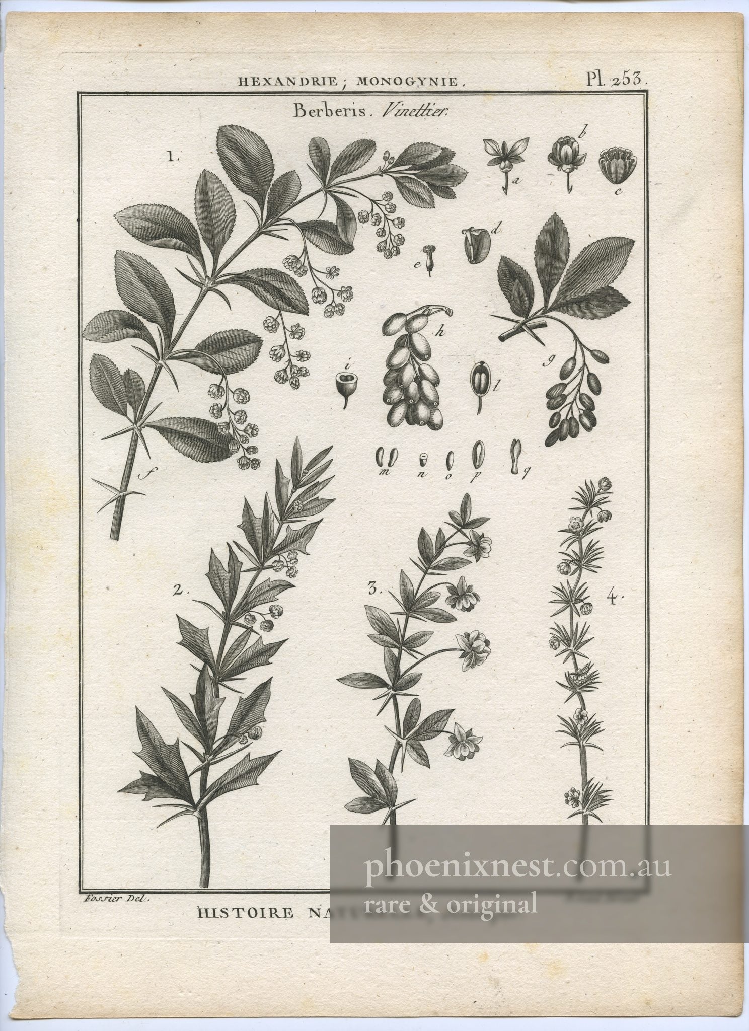 Berberis (Vinettier), Plate 253 — Encyclopédie Méthodique Botanique