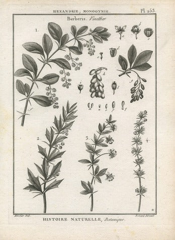 Berberis (Vinettier), Plate 253 — Encyclopédie Méthodique Botanique