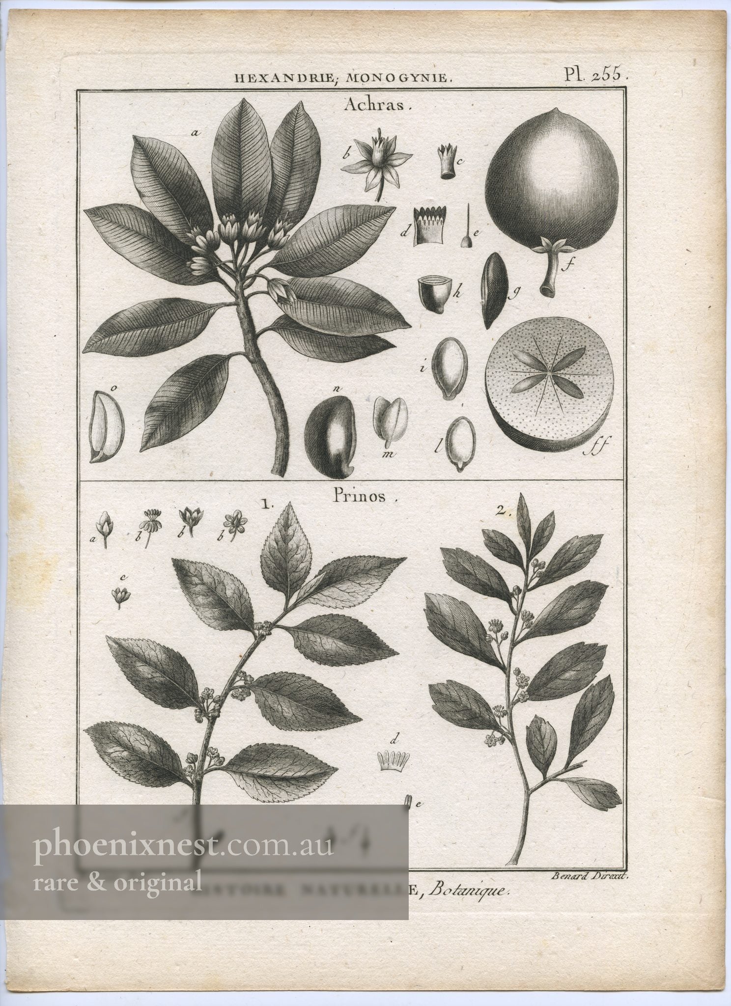 Achras and Prinos, Pl. 255 — Encyclopédie Méthodique