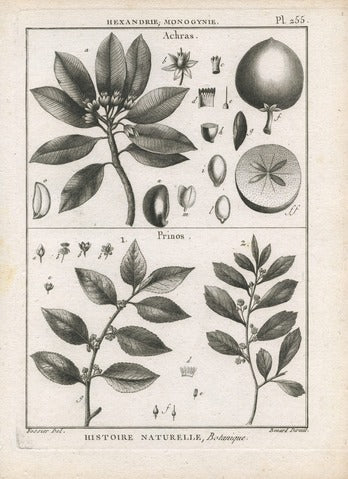 Achras and Prinos, Pl. 255 — Encyclopédie Méthodique