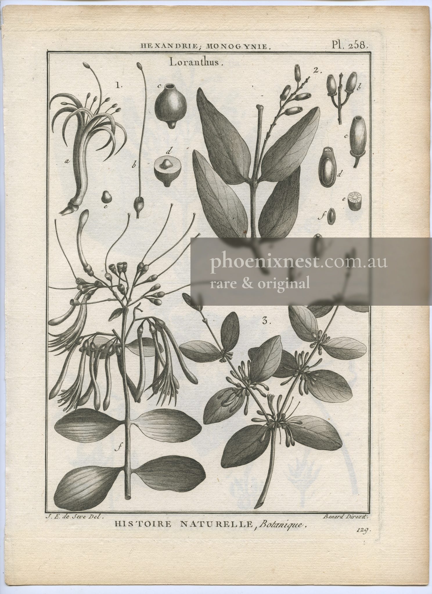 Loranthus, Pl. 258 — Encyclopédie Méthodique