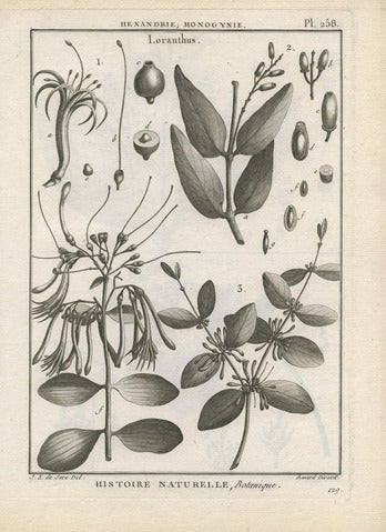 Loranthus, Pl. 258 — Encyclopédie Méthodique