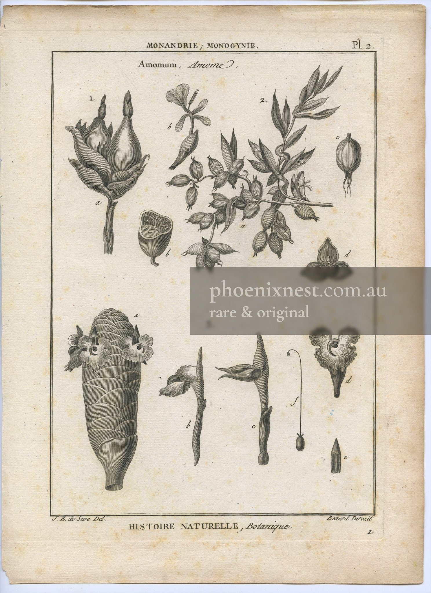 Amomum, Pl. 2 — Encyclopédie Méthodique